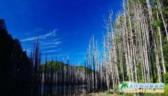 �_���zӰ��ȥ̎���_��ˮ��ɭ��