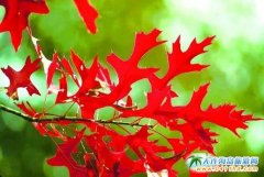 B~ֈF(tun)ُԒB~ʲôʲôr(sh)Y(ji)